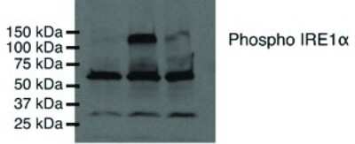 Western Blot Detection of IRE1 alpha in COS-7 Cells Using HRP Conjugated Antibody